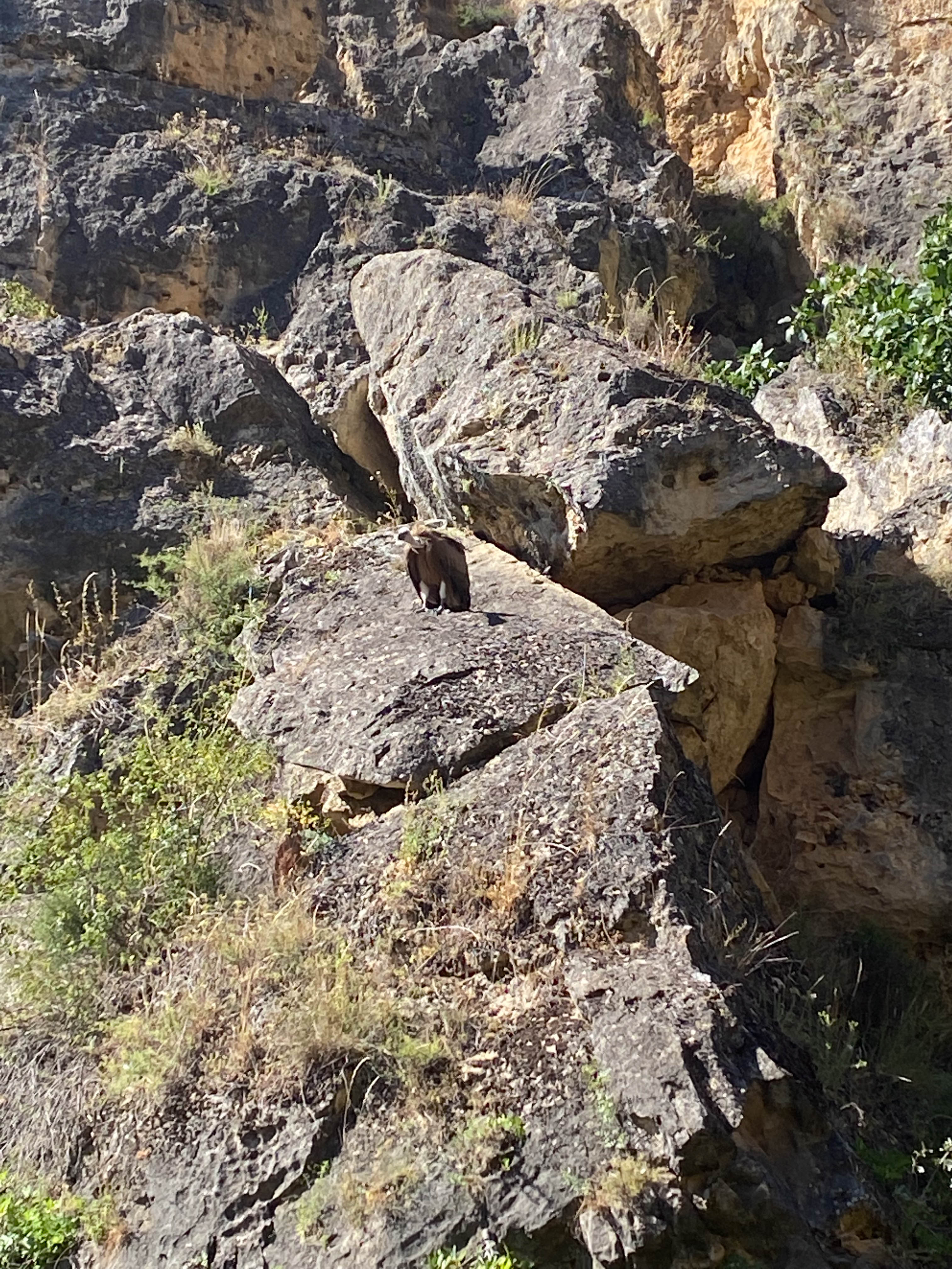 Buitres leonados en las Hoces del Río Duratón